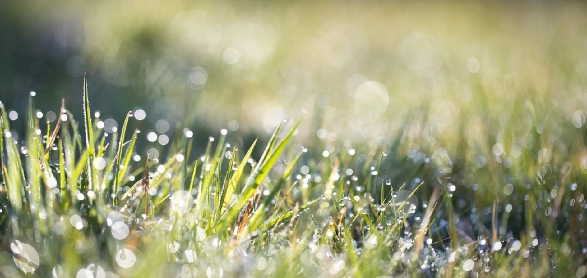Gras waterdruppels